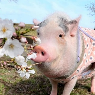 Логотип @hrushechki - Хрюшкомания