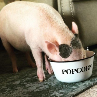 Логотип @hrushimsja - Хрюшимся