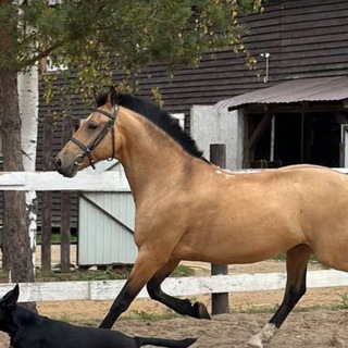 Логотип @hsgdjjskd - 💘 Аскер-жизнь⚡️