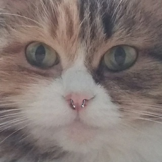 Логотип @hui_gnilye - БАБКИН ХОХОТ