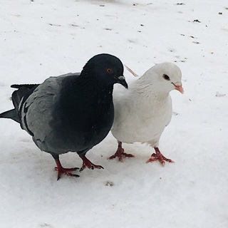 Логотип @human_chat - Human to human chat