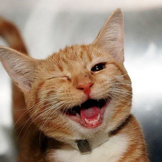 Логотип @humor_tv11 - Пушистый юмор