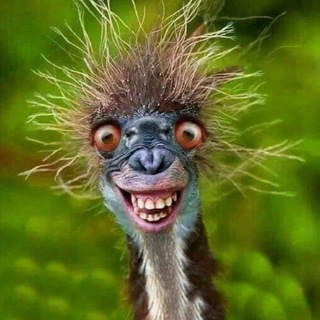 Логотип @humor_xl - Юмор XL🎄