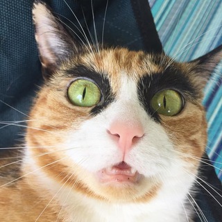 Логотип @humorcats - 🐈 Смешные Котики | Юмор