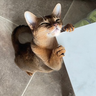 Логотип @humorchaser - Humor chaser