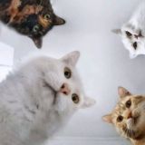 Логотип @humorneo - Мемчики