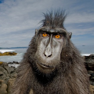 Логотип @humorwithanimals - Очень смешные животные