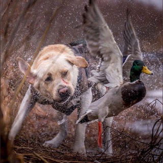 Логотип @hunt25news - Охота в Приморском крае (лента)