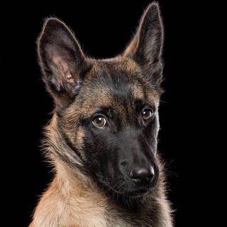 Логотип @huntidog - Собачья Жизнь