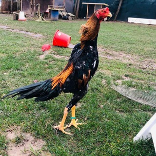 Логотип @hurozla - Korea Hurozlar🐓