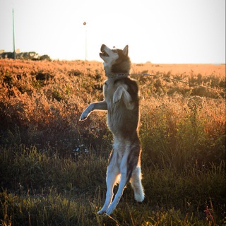 Логотип @husky_lucky - Хаски Лаки