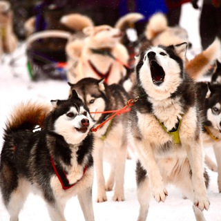 Логотип @huskyderevnyara - Хаскидеревня «Рузская Аляска»