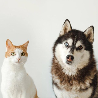 Логотип @huskyekb - HuskyEkb+CatsEkb