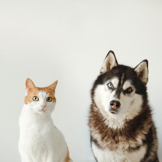 Логотип @huskyekb_catsekb - HuskyEkb+CatsEkb Обсуждения