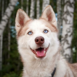 Логотип @huskysaga - Хаски Сага и компания