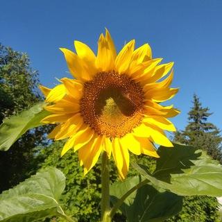 Логотип @hutorok_nsk - Хуторок (г. Новомосковск)