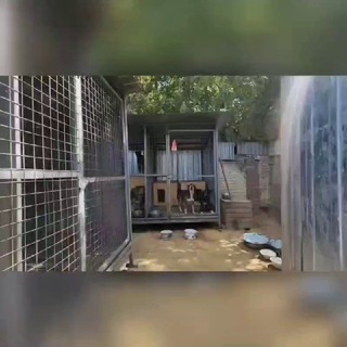 Логотип @hvostiki_34 - Приют "Хвостики " / БФ"ЯША ❣