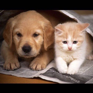 Логотип @hvostiki_sakhalin - Хвостики_Сахалин