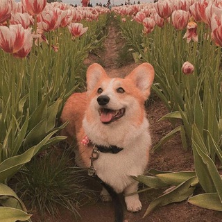 Логотип @hvostiki_tg - Хвостики 🧡