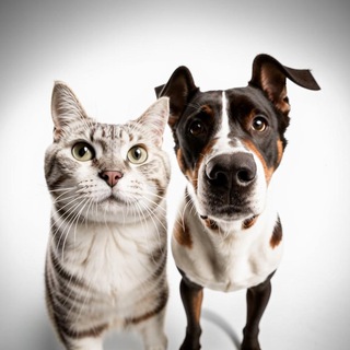 Логотип @hvostonosiki - Хвостоносики