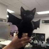 Логотип @hvrzy - ㅤ