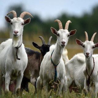 Логотип @hwytuyp_x1jhmwqy - Про Дивеево глазами Юли 🐐