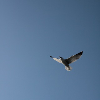 Логотип @iamaphotographer - I’m a photographer