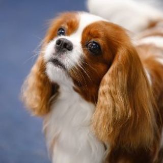 Логотип @iamtobithedog - I'm Tobi Spaniel