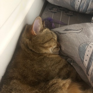 Логотип @ianlithiumchat - Чат для принцесс