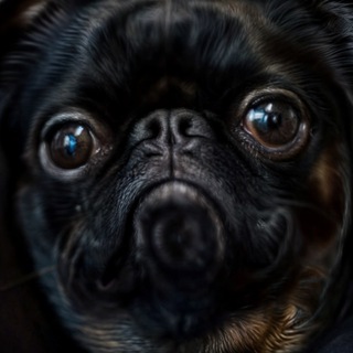 Логотип @iateus - Восемь