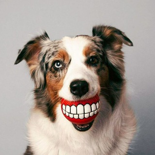 Логотип @icyandflame - Тайная жизнь спортивных псов