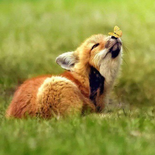 Логотип @idaho_jd - Лиса – Путешественница