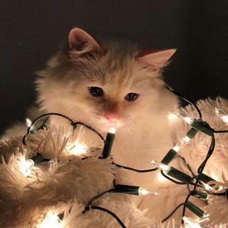 Логотип @ideasforpersonaldiary - ⛸️ ~ Идᥱᥙ д᧘я ᧐ɸ᧐ρⲙ᧘ᥱнᥙя ~ ❄️