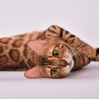 Логотип @idelcats10 - Бенгальские котята и бенгалы питомник IDEL