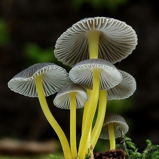 Логотип @idem_za_funghami - О чём молчат грибы