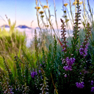 Логотип @ifioridibachinnatura - I Fiori di Bach in Natura