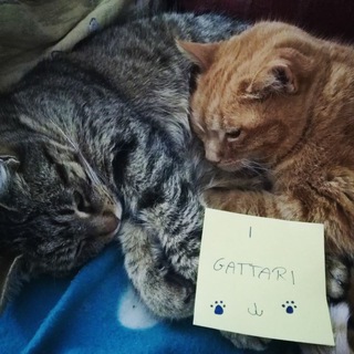 Логотип @igattari - I Gattari