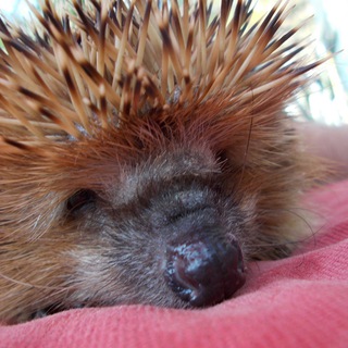 Логотип @igelbuzz - 🦔 Igel Buzz 🦔