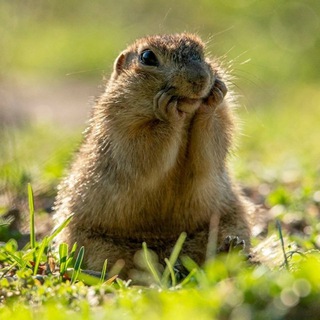 Логотип @igor_shpilenok - Игорь Шпиленок