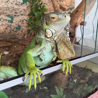 Логотип @iguana_angulus - Ангулус Игуаныч
