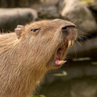 Логотип @ihatecapybaras - я ненавижу капибар