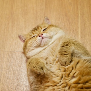 Логотип @ihosico - Hosico Cat