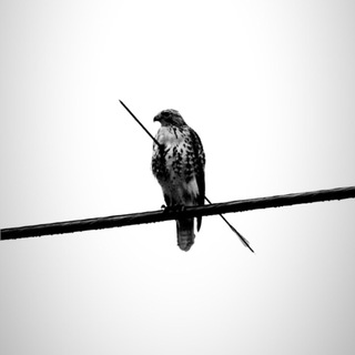 Логотип @iiauthor - 𝐖𝐚𝐡𝐢𝐝𝐚𝐧ོ