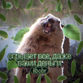 Логотип @iibobrr - 𝑩𝒆𝒂𝒗𝒆𝒓