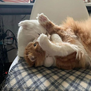 Логотип @iimingddg - я люблю