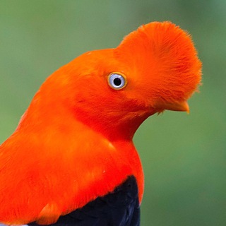 Логотип @ikmusicchannel - Song Bird 🔊