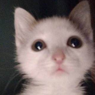 Логотип @illulabyl - eliisheeva