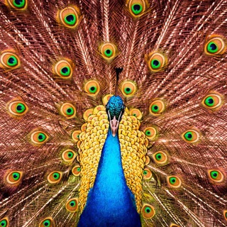 Логотип @ilouz - ilouz