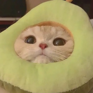 Логотип @ilovecutecats - котята головного мозга