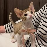 котята как смысл жизни